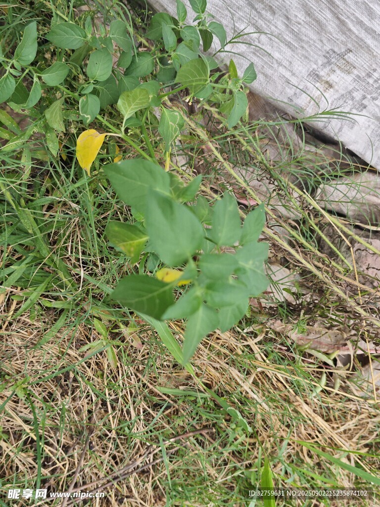 草叢中的黃色小花