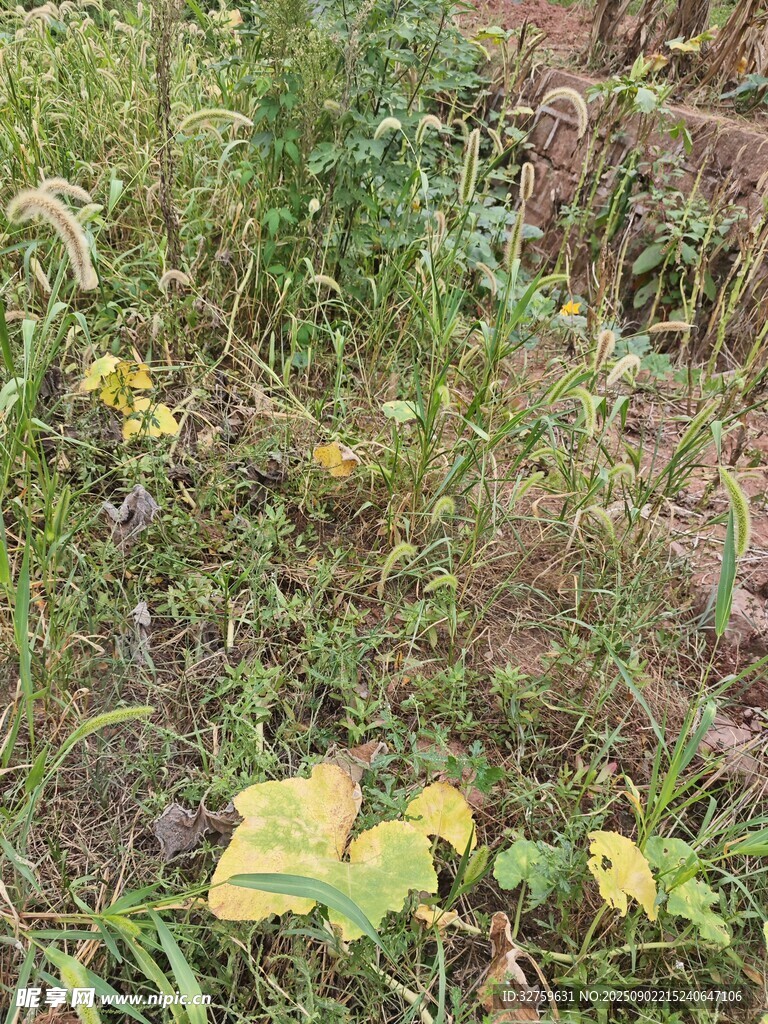 草叢中的黃色野花景觀