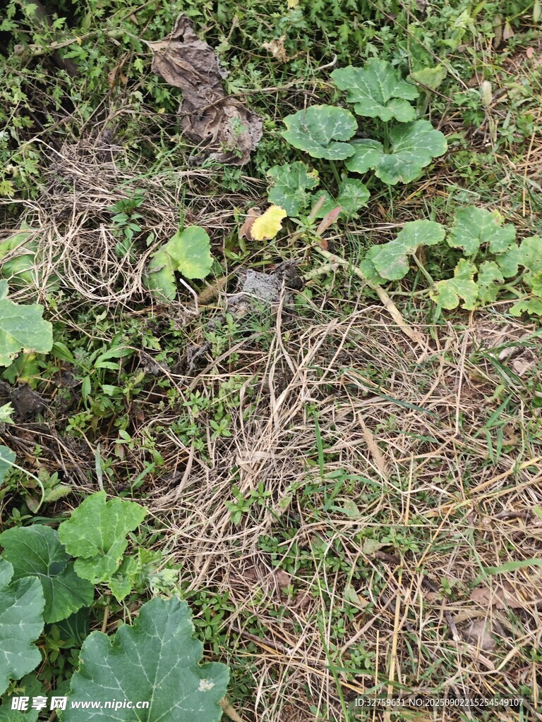 地面上的綠植與黃色物體
