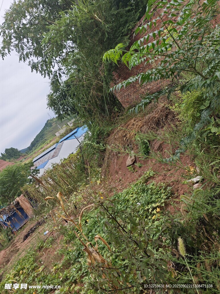 山坡上的綠植與遠(yuǎn)處建筑
