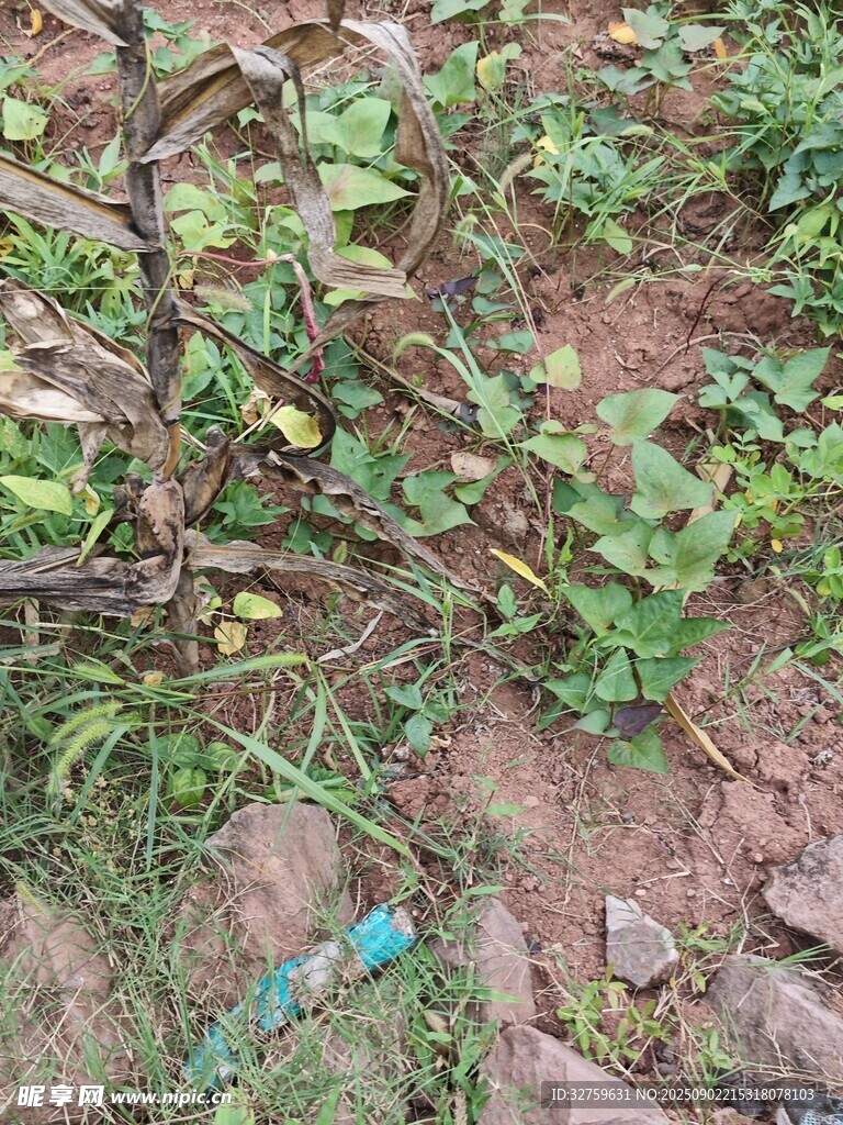 地面藤蔓與散落物品景象