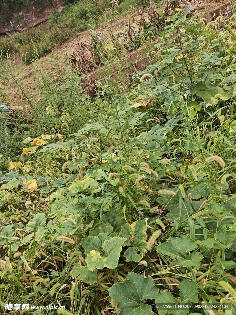 田間生長的綠色植物