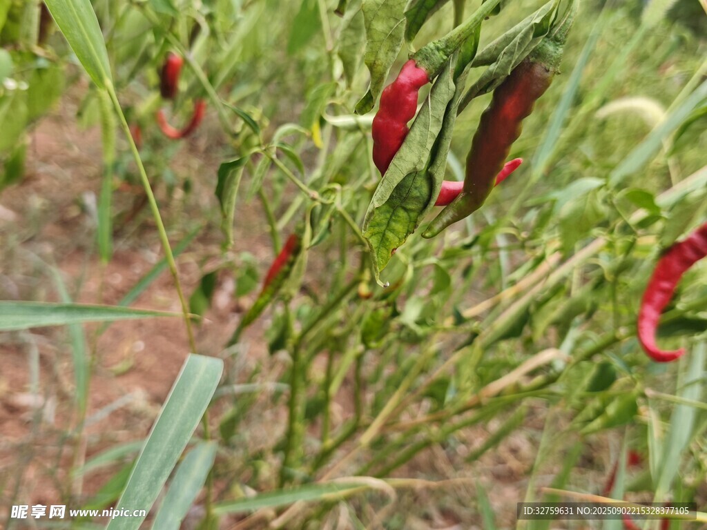 田間紅辣椒植株特寫
