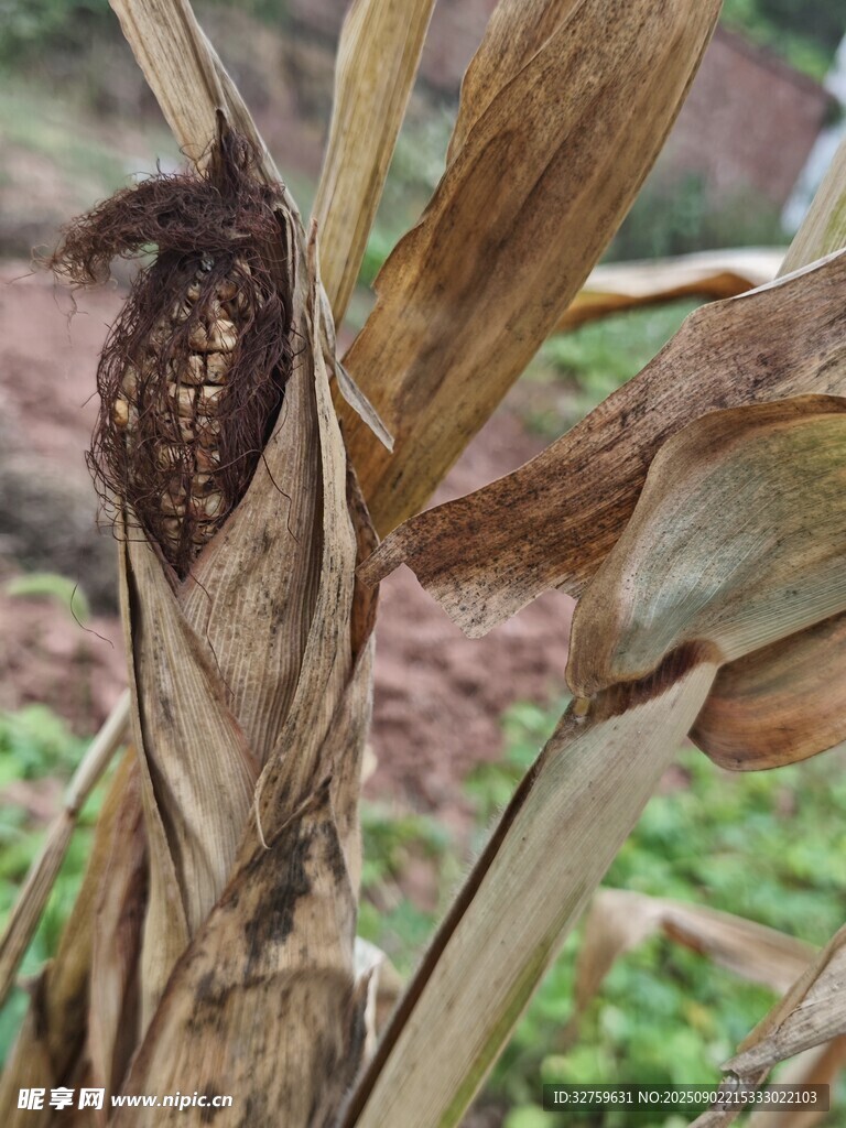 干枯玉米棒特寫(xiě)