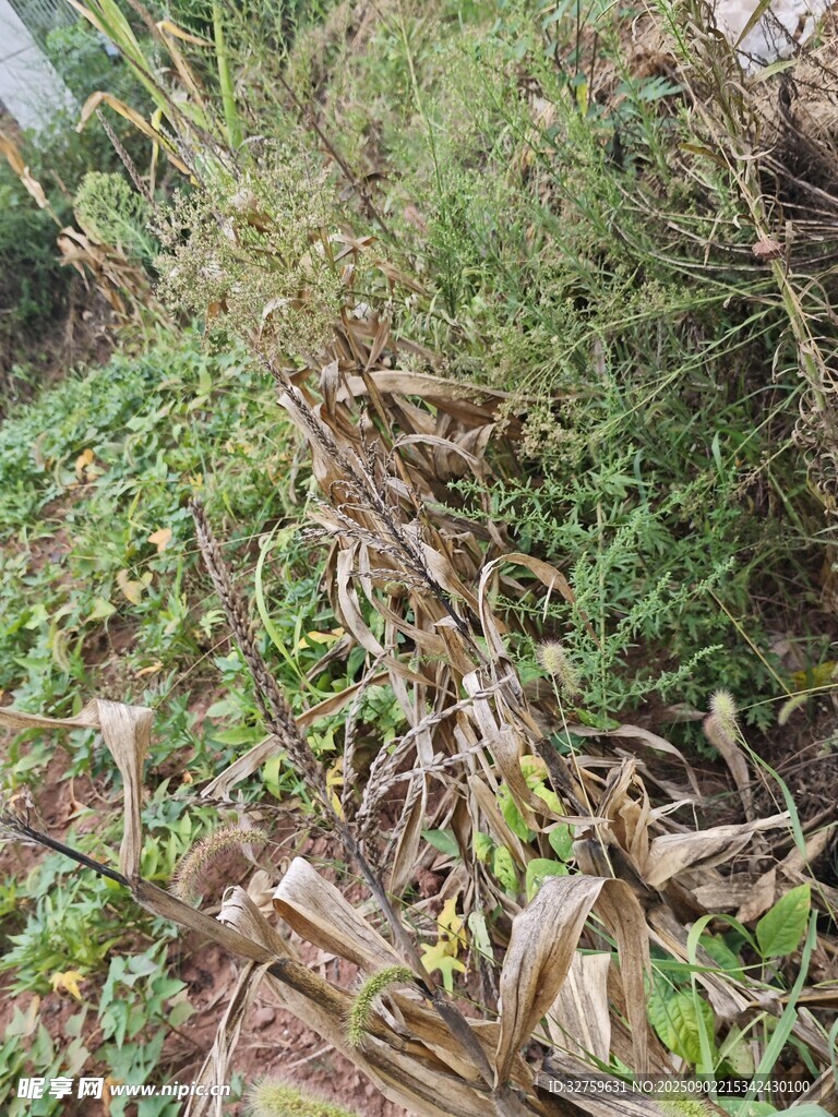 野外雜草叢生景象