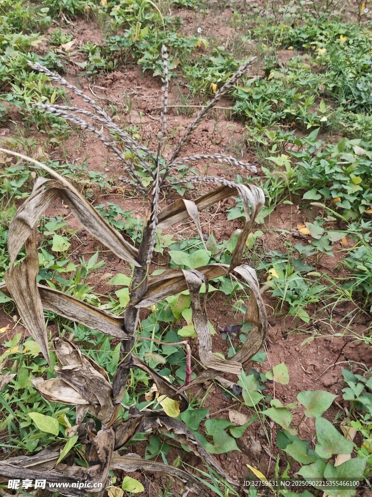 地面藤蔓植物與枯枝景象
