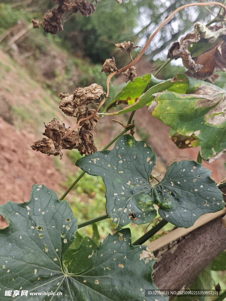 葡萄藤葉片枯萎現(xiàn)象