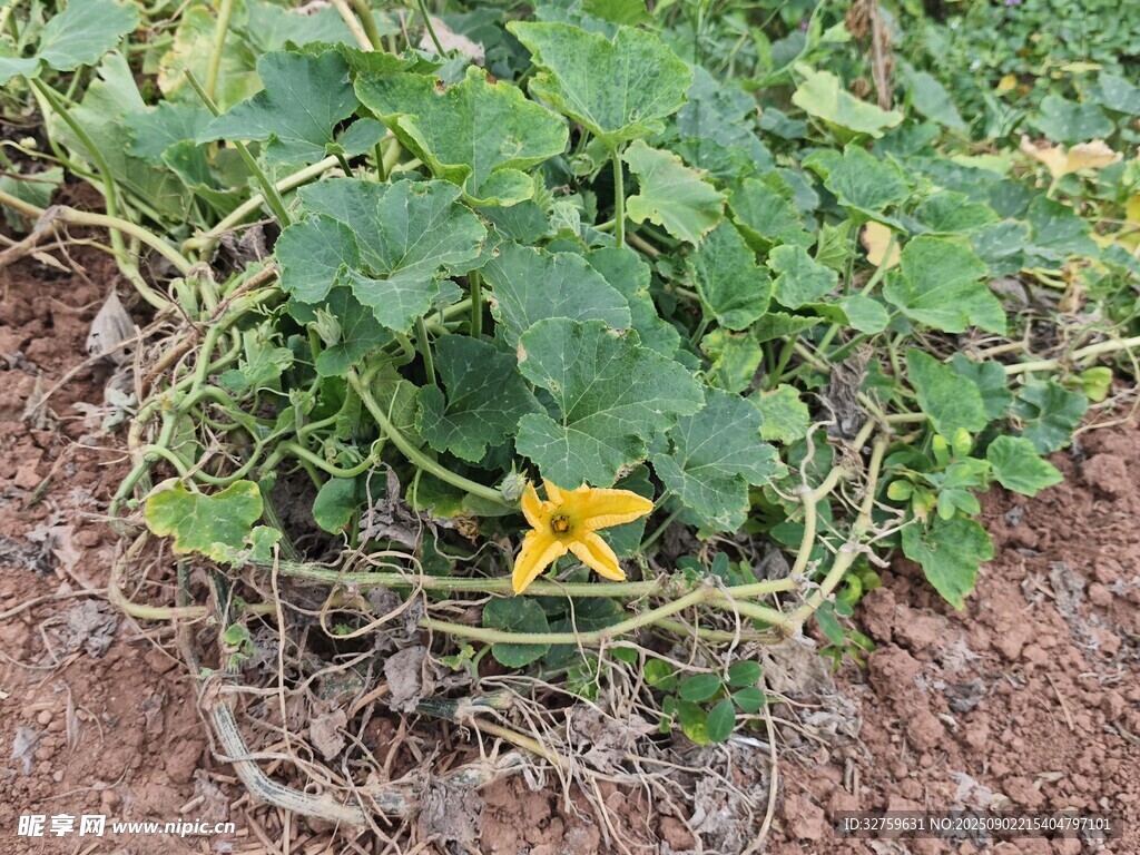 地面上的南瓜藤蔓與黃花