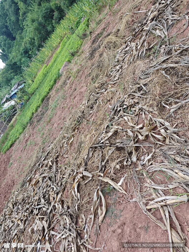 農(nóng)田秸稈堆積場景