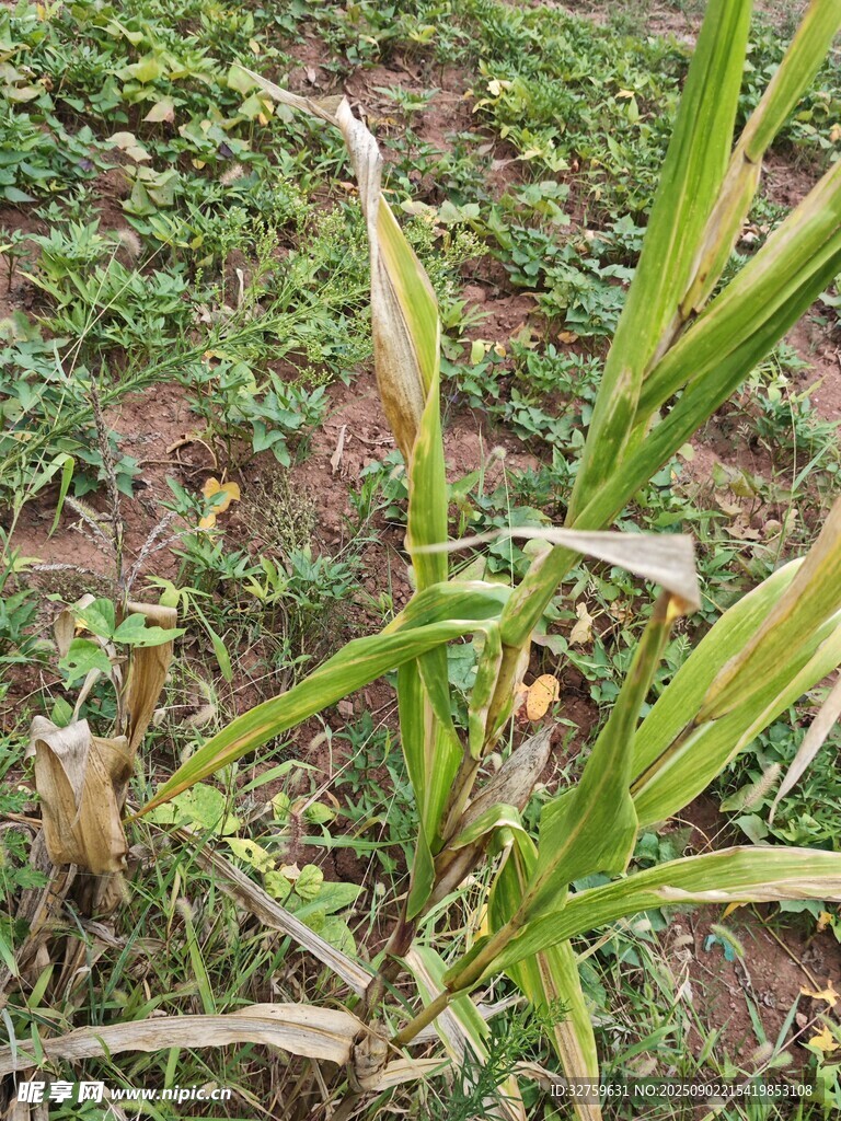 田間生長的綠色植物