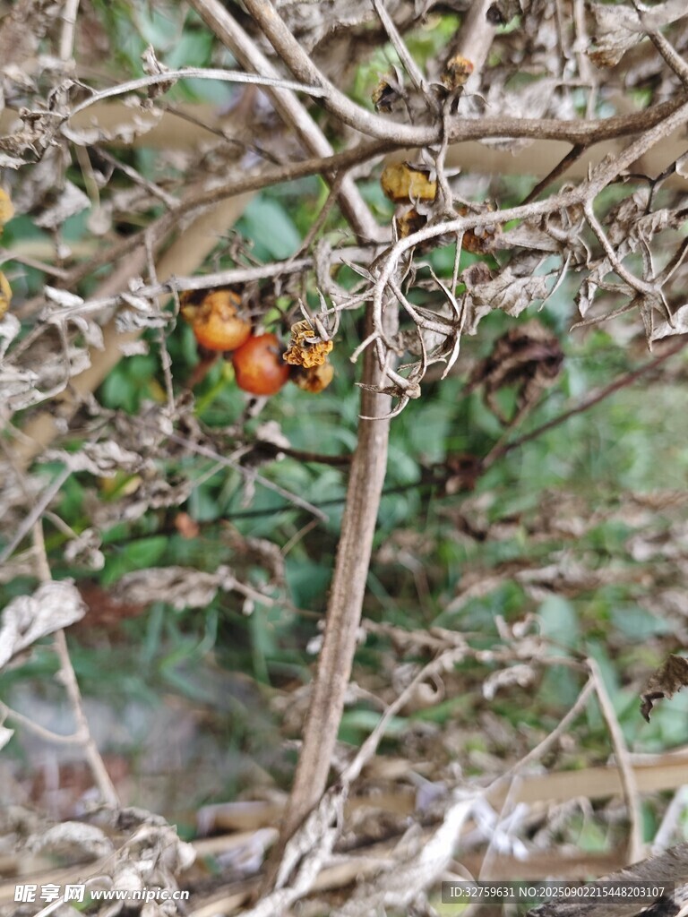 枝頭橙果隱于雜亂枝間