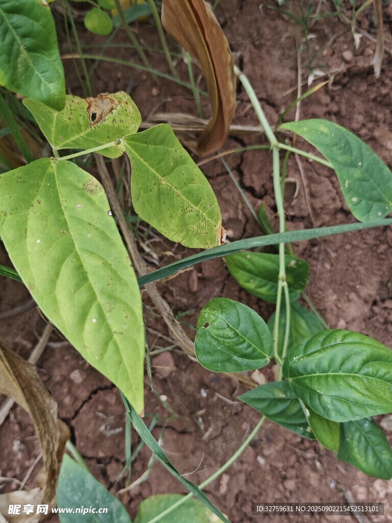 地面上的綠色藤蔓植物