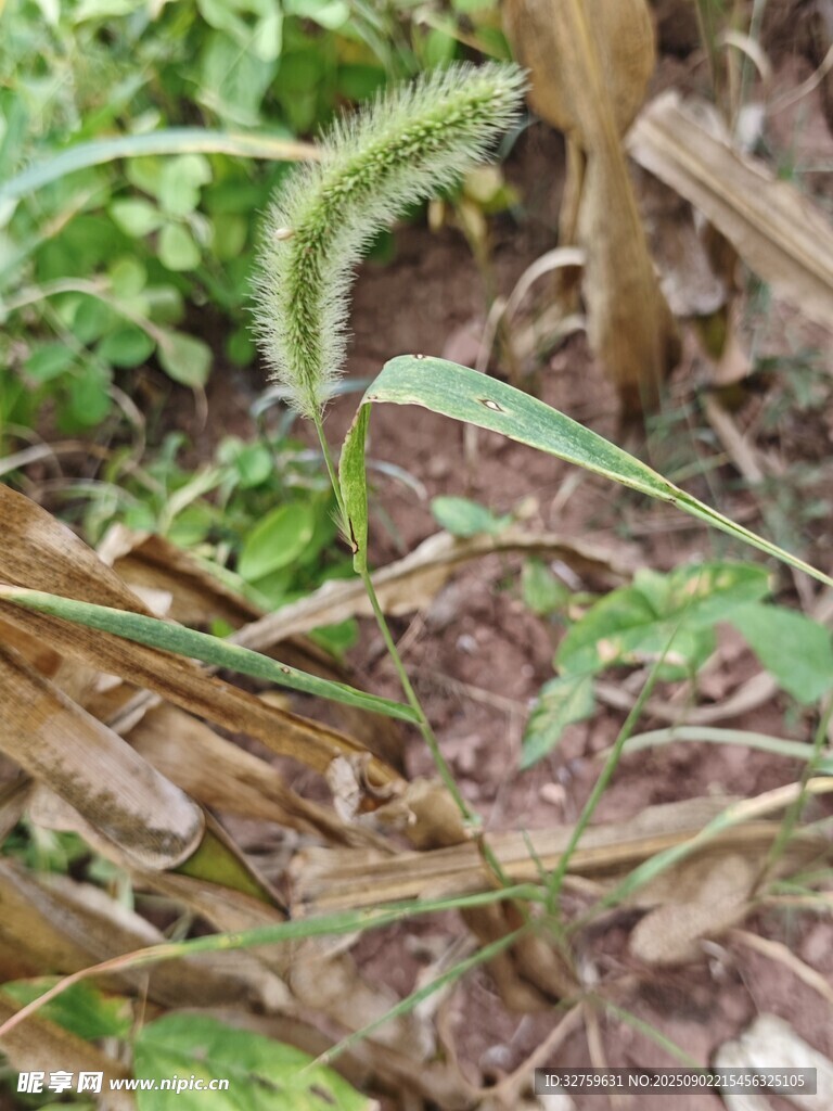 草叢中的帶刺綠色植物