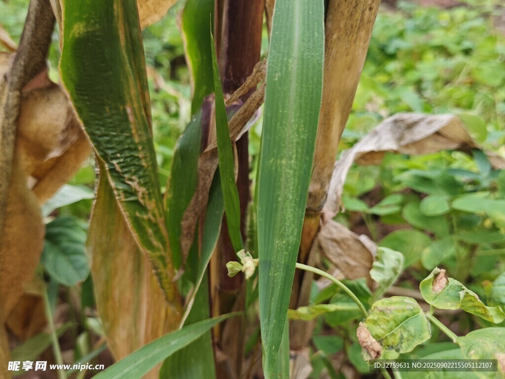 田間植物特寫