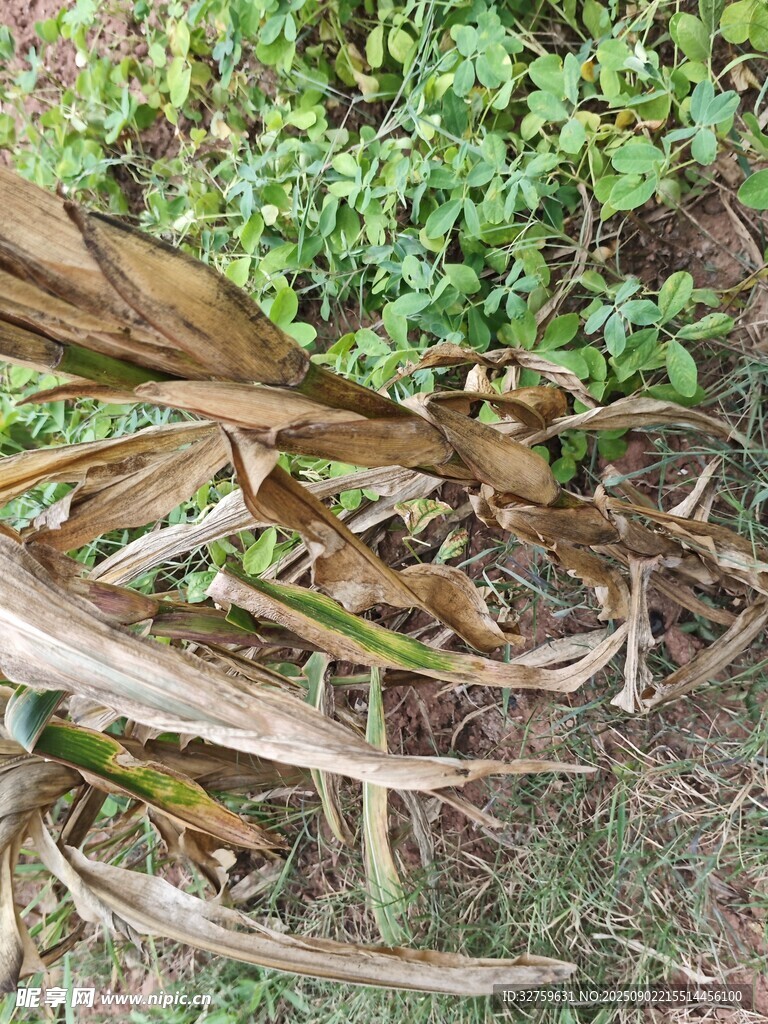 枯萎植物與周邊綠植景象