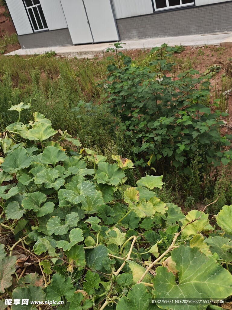 庭院綠植景觀