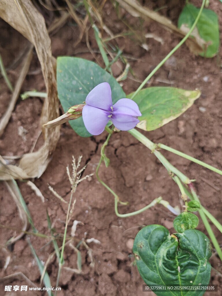 紫色小花綻于泥土間