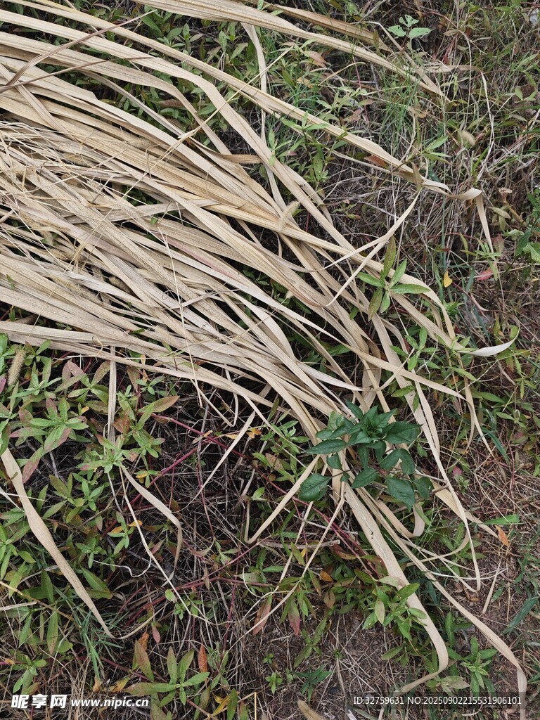 地上堆放的干枯植物莖稈