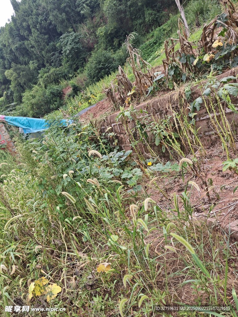 山坡上的繁茂植物景觀