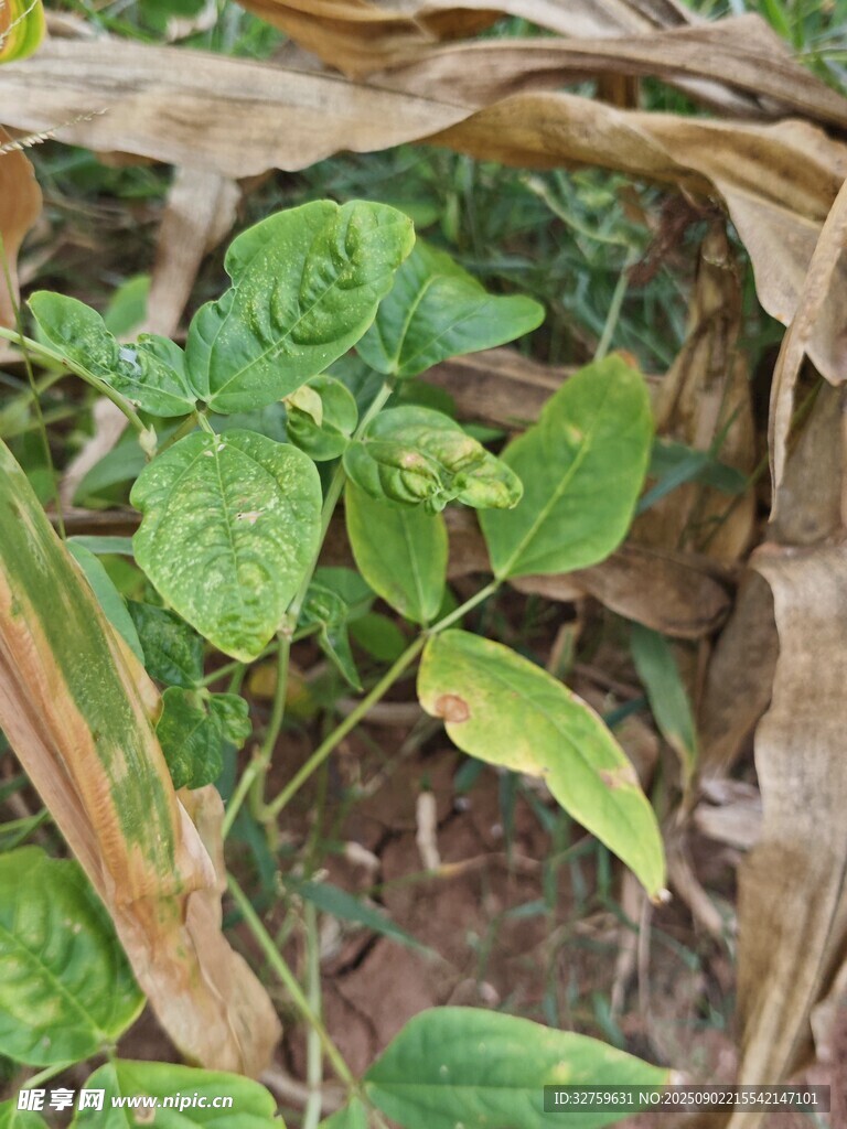 田間綠葉植物