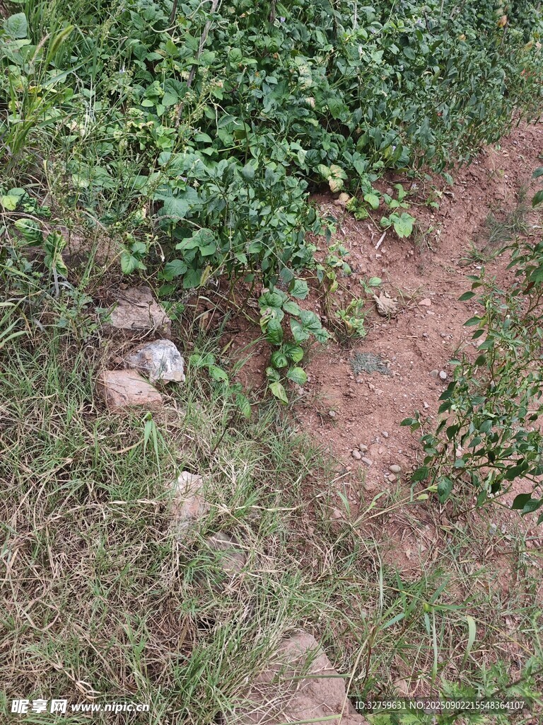 野外小徑旁的綠植與石塊