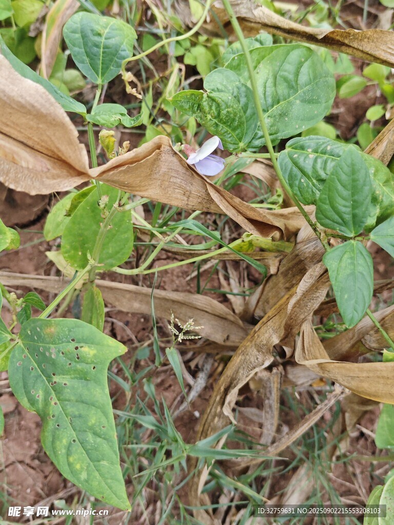 綠葉間的紫色小花