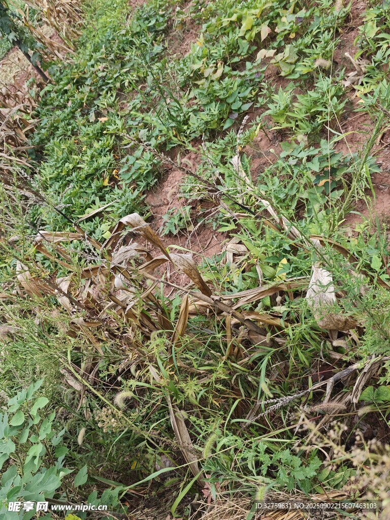 地面上的雜草與泥土