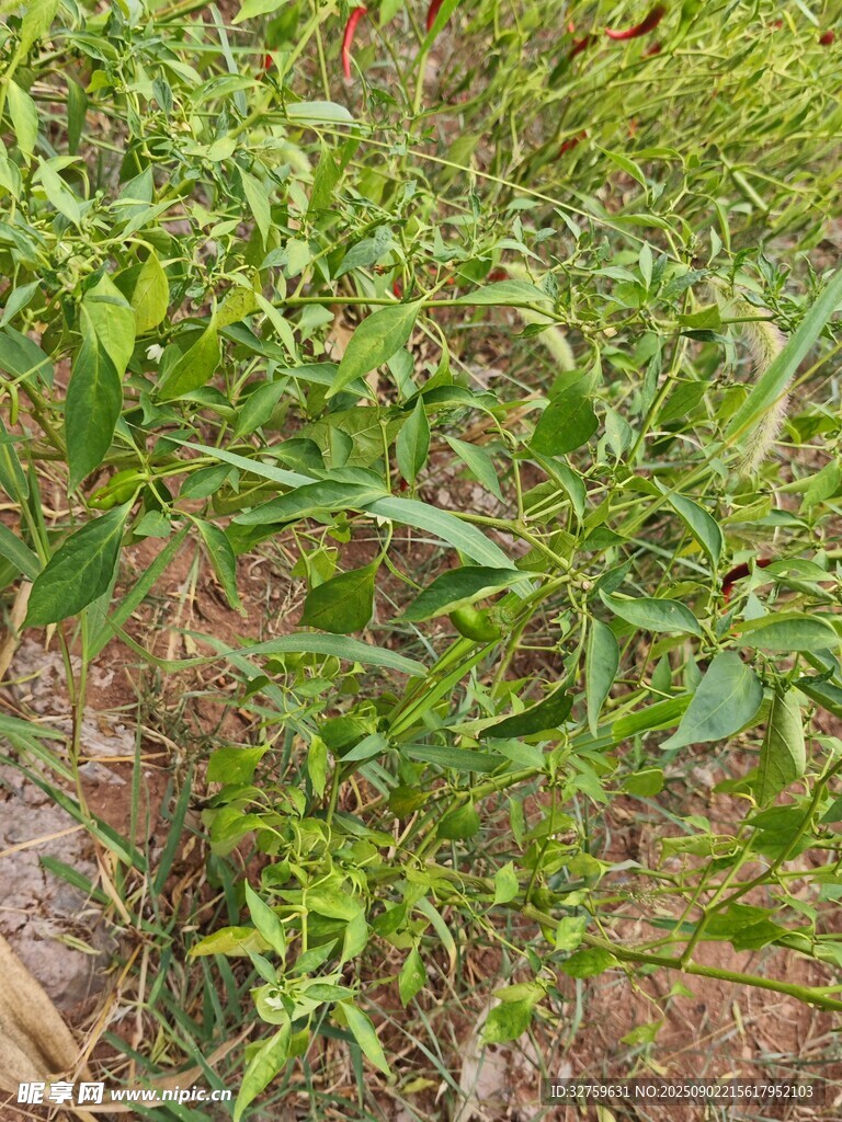 田間嫩綠植物生長景象