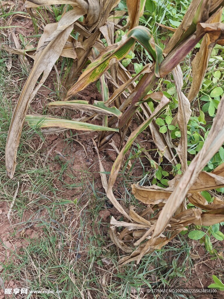 枯萎的玉米植株