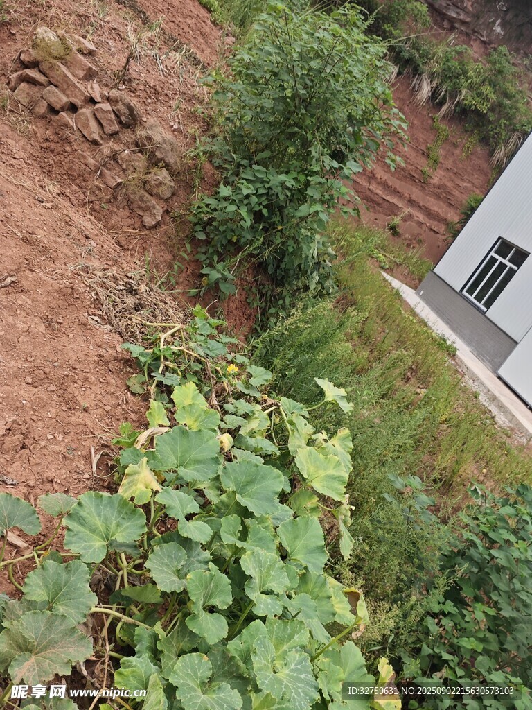 庭院綠植與建筑景觀