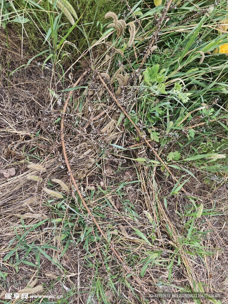 地面雜亂植物與枯枝景象