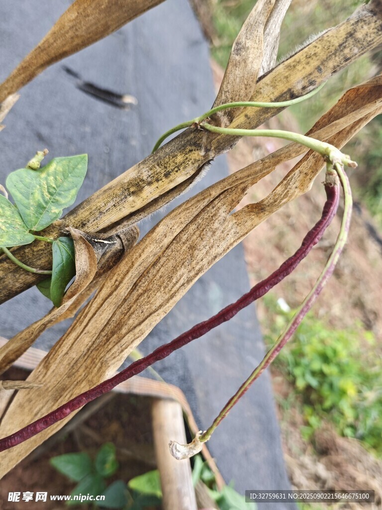 干枯植物與綠植纏繞景象