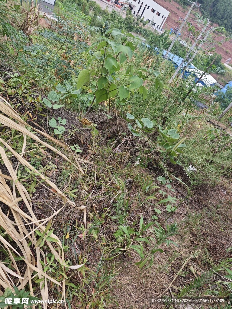 雜草叢生的戶外地面場景