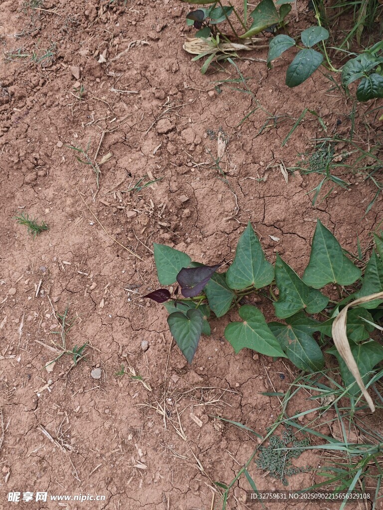 泥土中的綠色植物