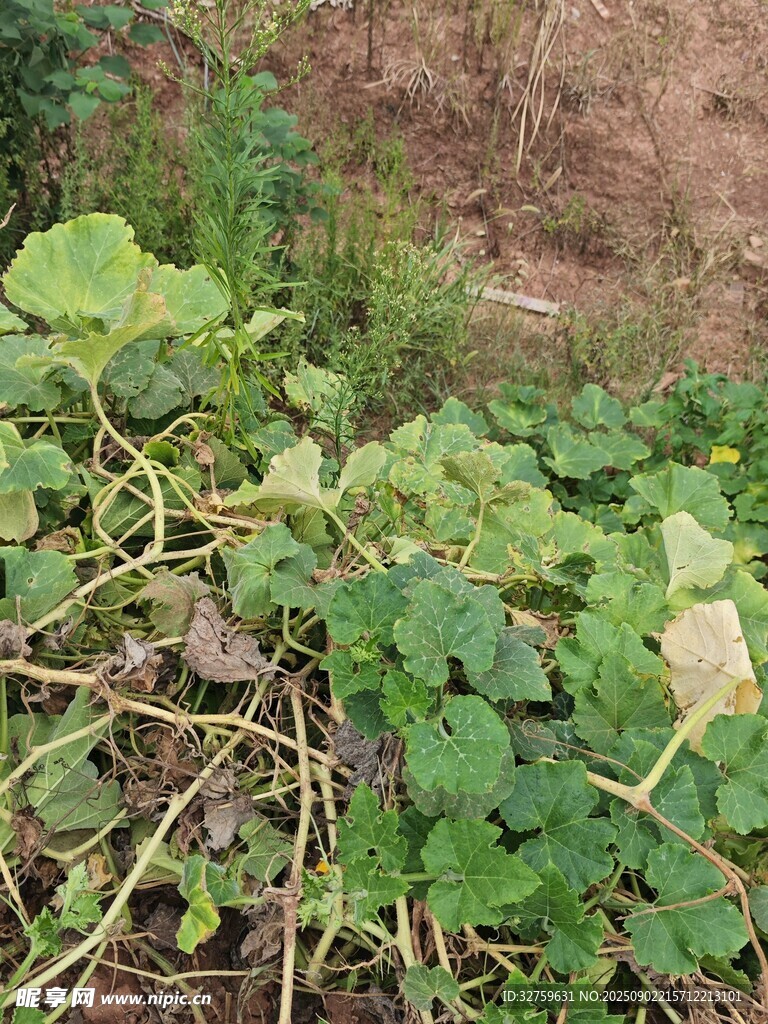地面上的綠色瓜類植物