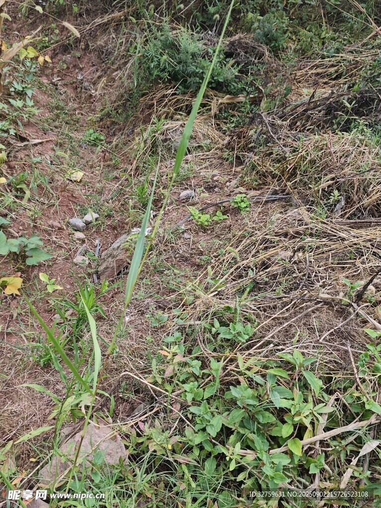 野外雜草叢生的地面景象