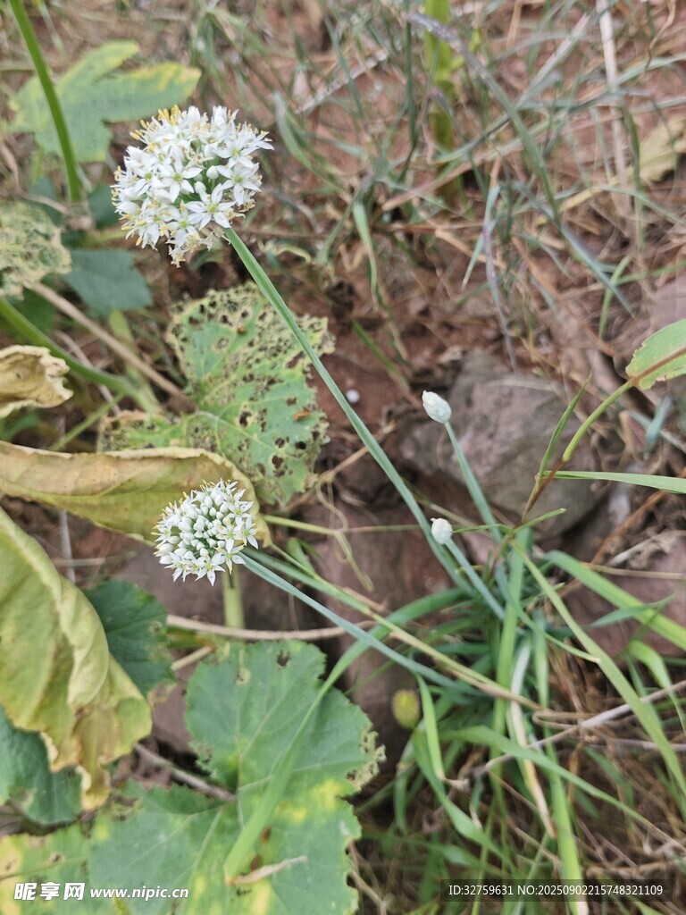 草叢中的白色小花植物