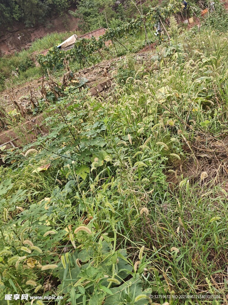 田野中的繁茂綠色植物