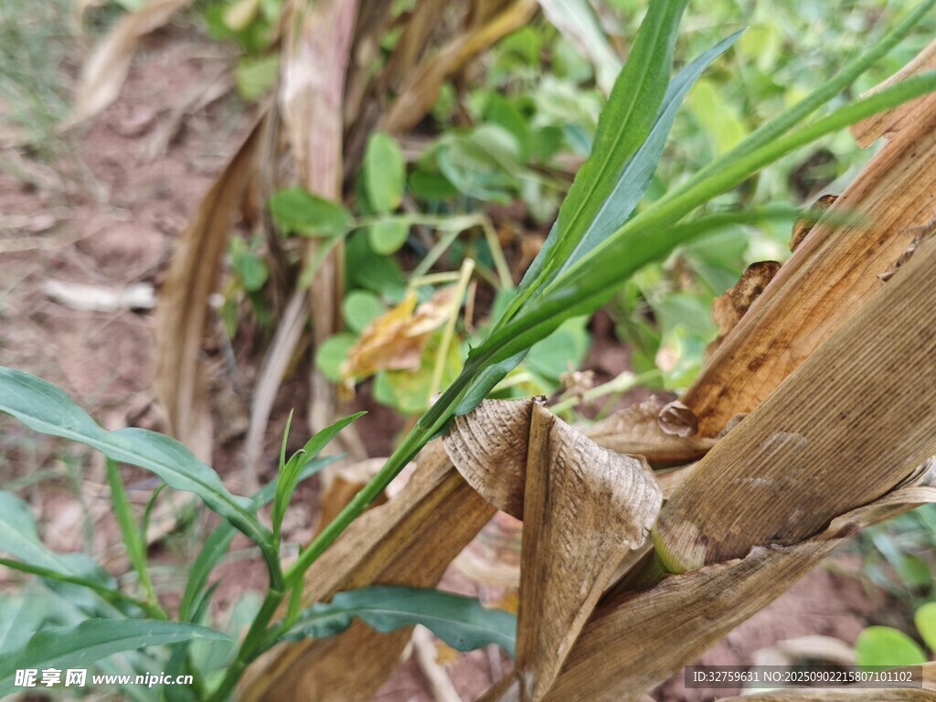 玉米植株上的綠色葉片