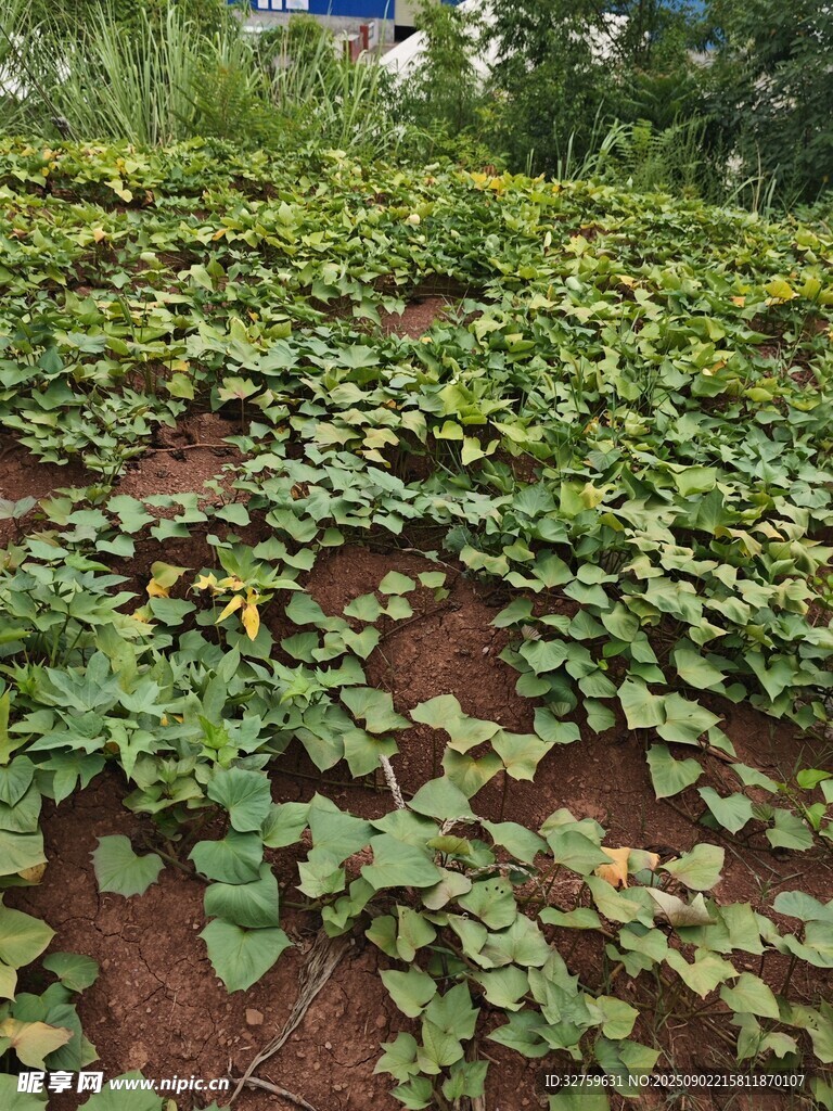 農(nóng)田里的綠色瓜類植物