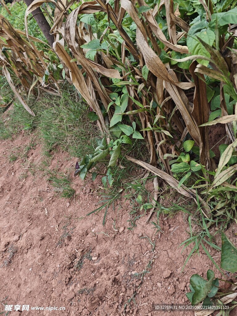 農(nóng)田邊的植物與泥土景象