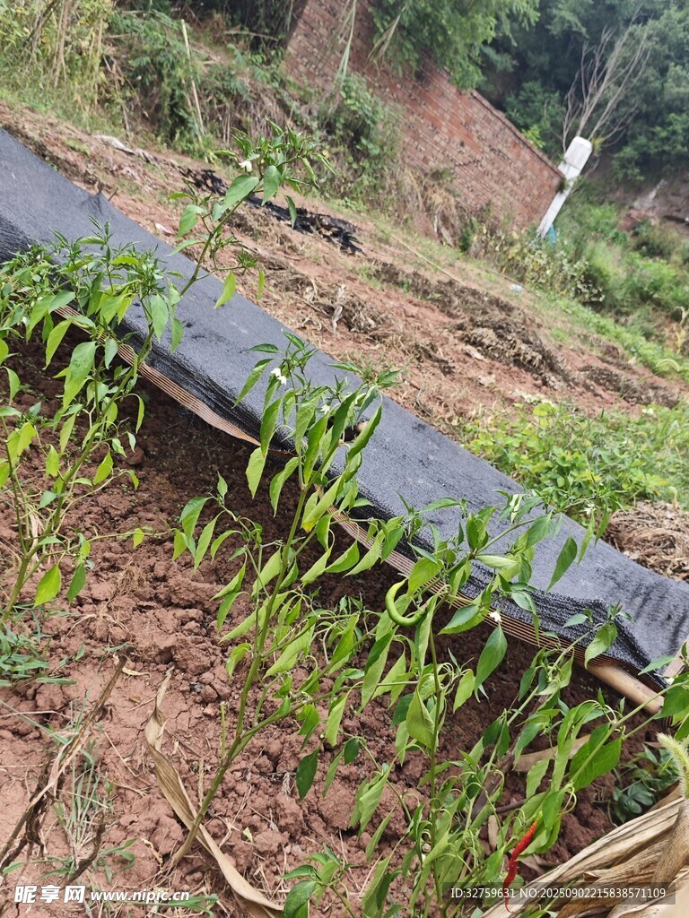 山坡上的嫩綠植物