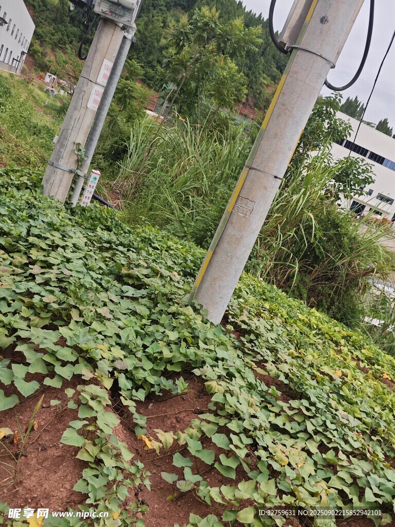 地面綠植與金屬桿景觀