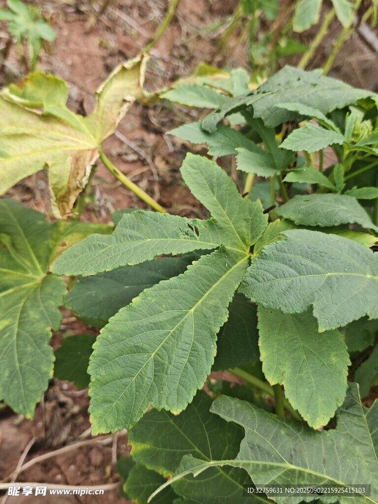 綠葉植物特寫