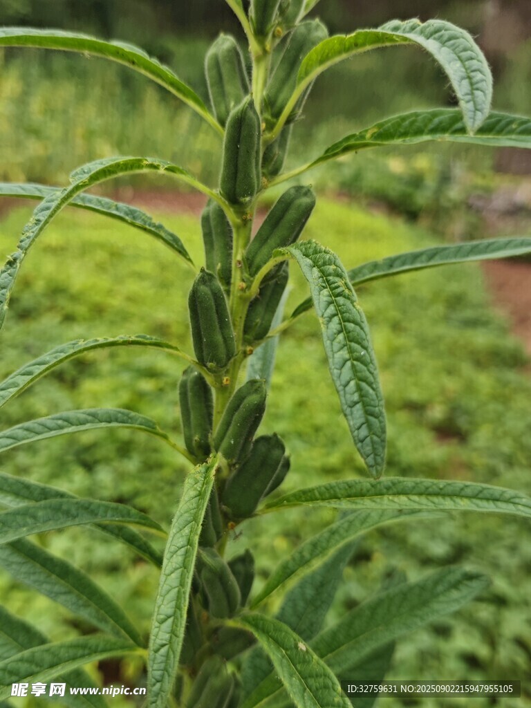 綠色植物特寫