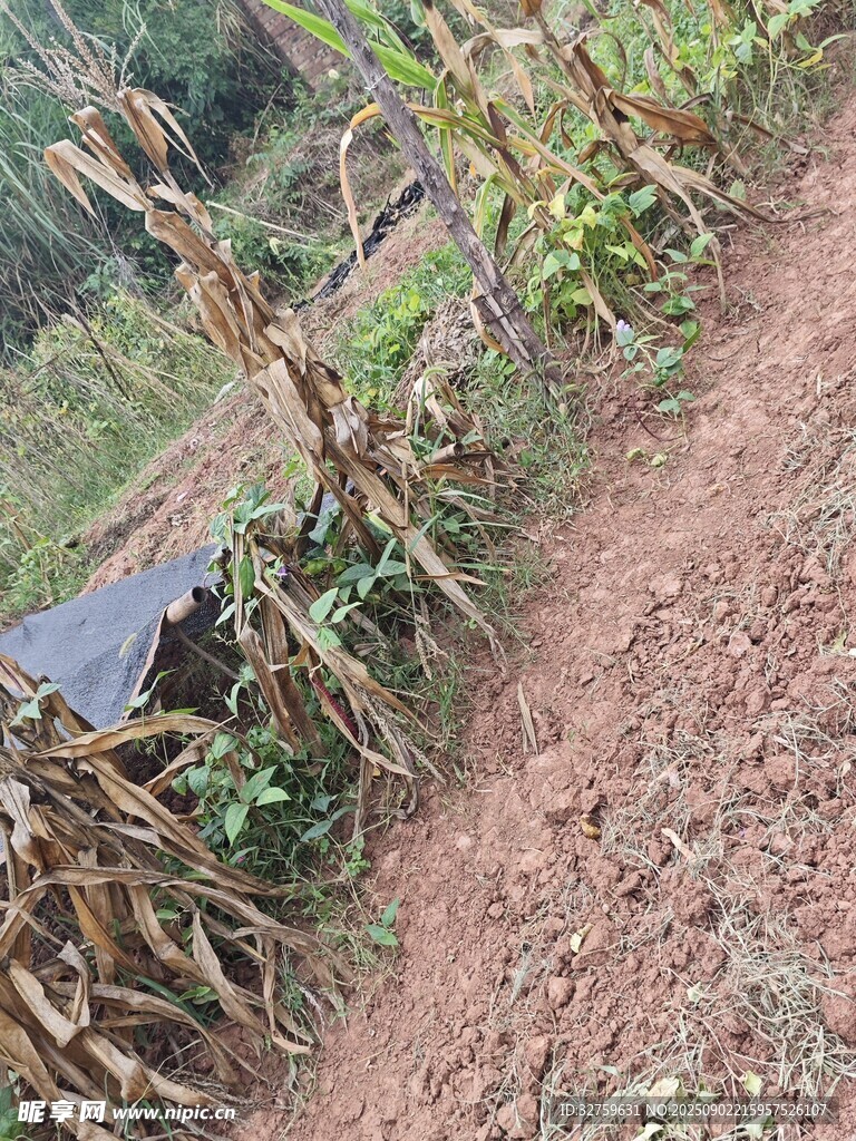 田間傾斜的玉米植株
