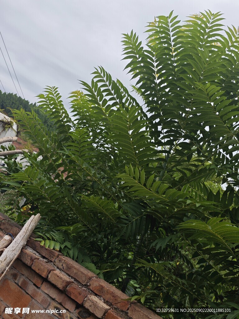 綠葉繁茂的植物