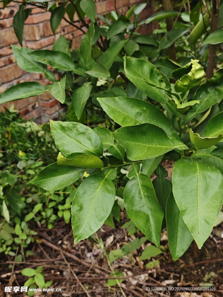 綠葉蔥郁的玉簪植物