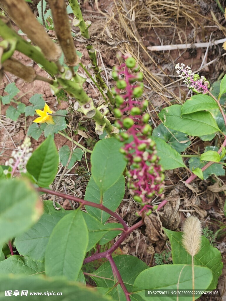 野外多彩植物景觀