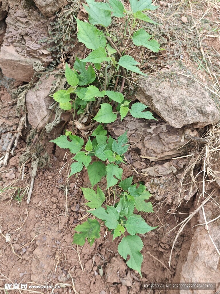 石縫中生長的綠色植物